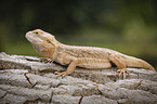 bearded dragon