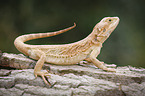 bearded dragon