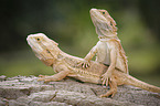 2 bearded dragons