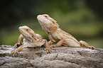 2 bearded dragons