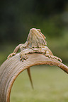 bearded dragon