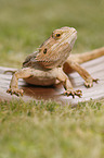 bearded dragon