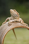 bearded dragon