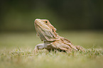 bearded dragon