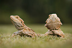 2 bearded dragons