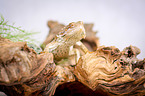 bearded dragon