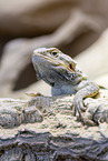 bearded dragon