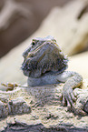 bearded dragon