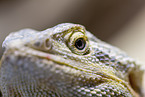 bearded dragon