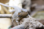 bearded dragon