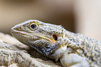 bearded dragon