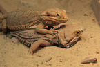 bearded dragons