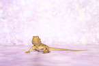 bearded dragon