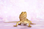 bearded dragon