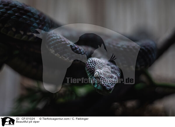 Beautiful pit viper / CF-01024
