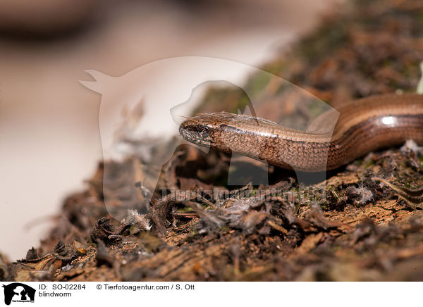 Blindschleiche / blindworm / SO-02284