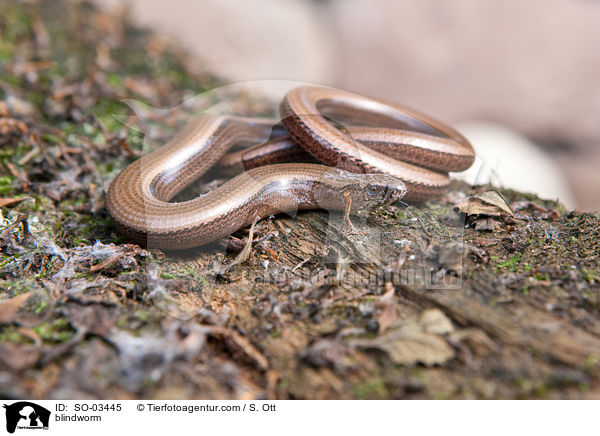 Blindschleiche / blindworm / SO-03445