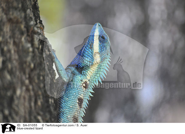 blue-crested lizard / SA-01055