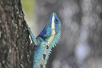 blue-crested lizard