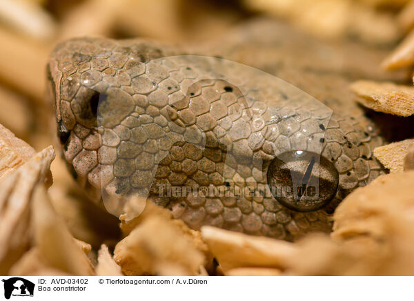 Abgottschlange / Boa constrictor / AVD-03402