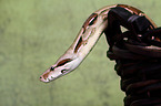 Boa constrictor