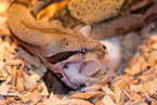 Boa constrictor