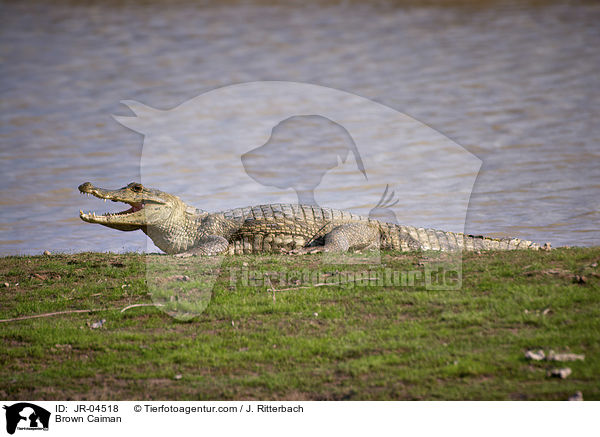 Brillenkaiman / Brown Caiman / JR-04518