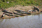 Brown Caimans