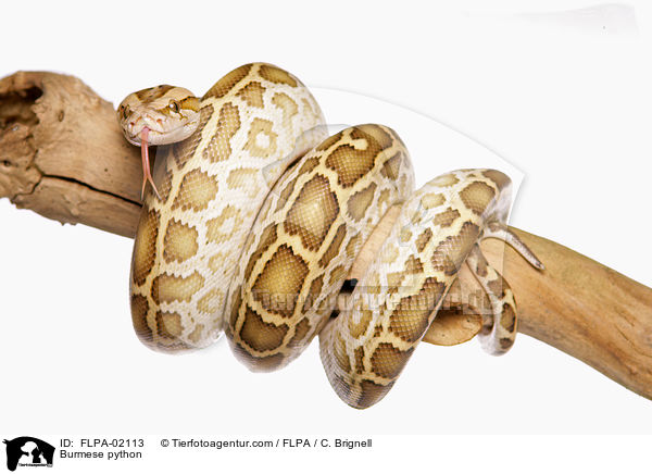Dunkler Tigerpython / Burmese python / FLPA-02113