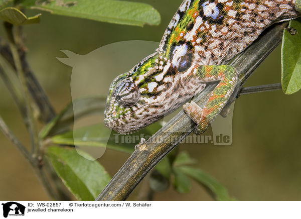jewelled chameleon / WS-02857