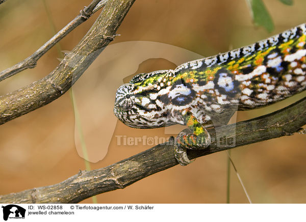 jewelled chameleon / WS-02858