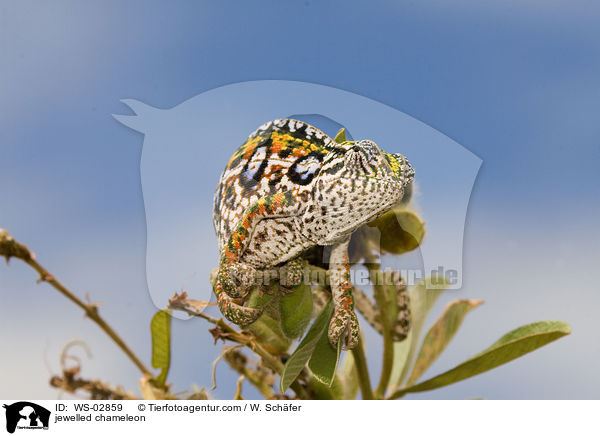 Teppichchamleon / jewelled chameleon / WS-02859