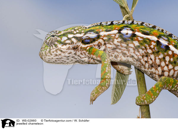 jewelled chameleon / WS-02860