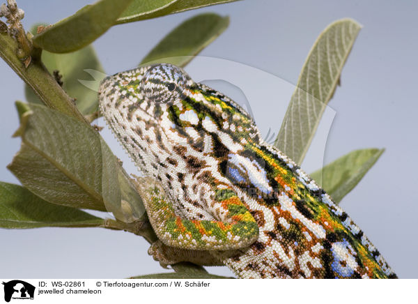 jewelled chameleon / WS-02861