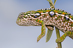 jewelled chameleon