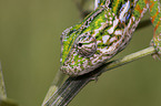 jewelled chameleon