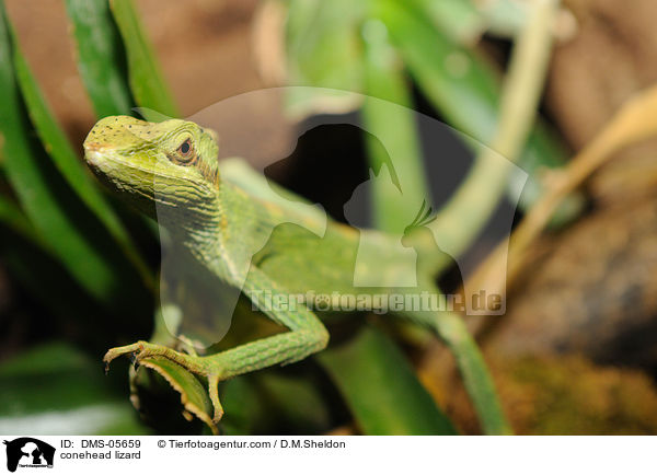 conehead lizard / DMS-05659