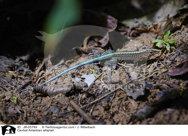 Zentralamerikanische Ameive / Central American whiptail / JR-05784