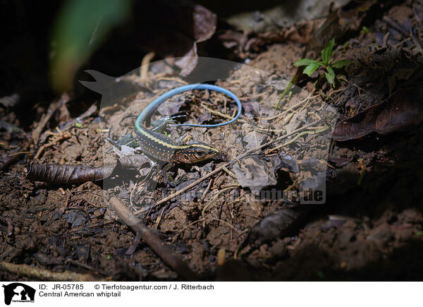 Zentralamerikanische Ameive / Central American whiptail / JR-05785