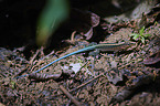 Central American whiptail
