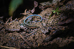 Central American whiptail