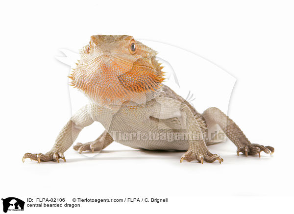 Streifenkpfige Bartagame / central bearded dragon / FLPA-02106