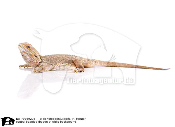 Streifenkpfige Bartagame auf weiem Hintergrund / central bearded dragon at white background / RR-69295