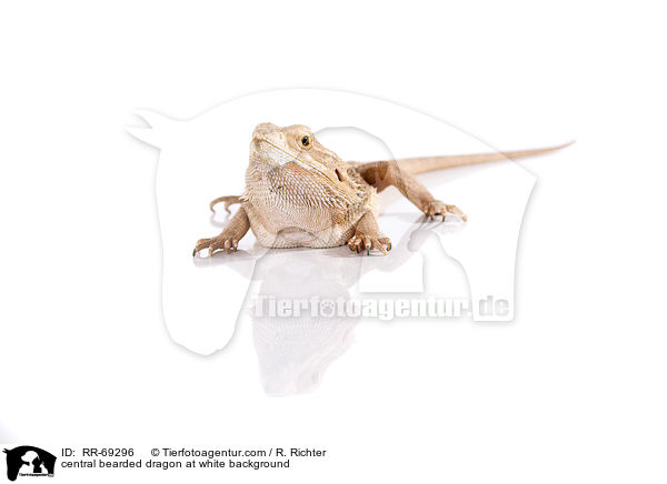 Streifenkpfige Bartagame auf weiem Hintergrund / central bearded dragon at white background / RR-69296