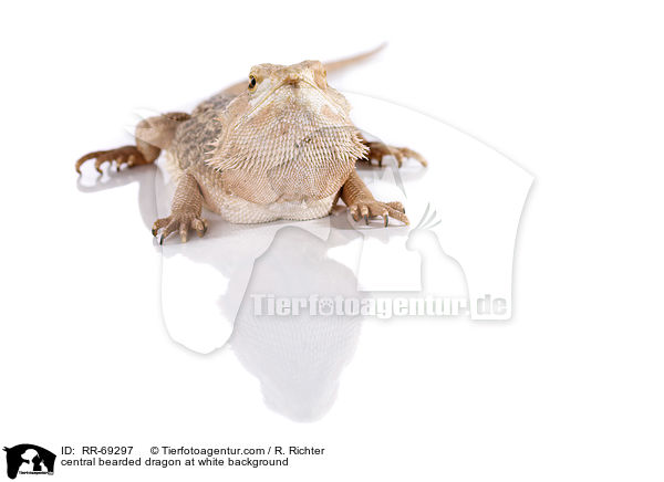 Streifenkpfige Bartagame auf weiem Hintergrund / central bearded dragon at white background / RR-69297
