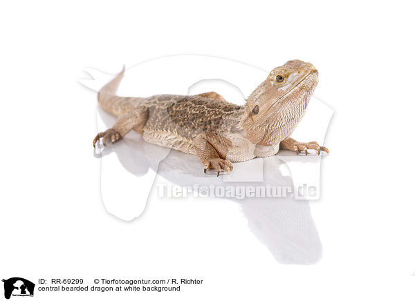 Streifenkpfige Bartagame auf weiem Hintergrund / central bearded dragon at white background / RR-69299