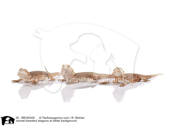 Streifenkpfige Bartagamen auf weiem Hintergrund / central bearded dragons at white background / RR-69300