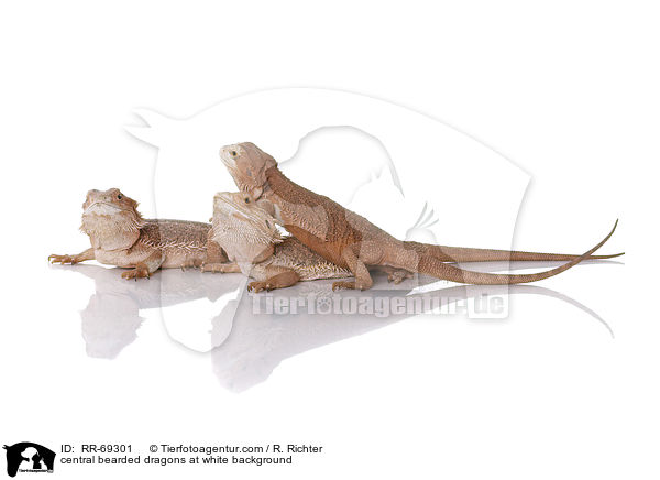 Streifenkpfige Bartagamen auf weiem Hintergrund / central bearded dragons at white background / RR-69301
