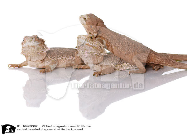 central bearded dragons at white background / RR-69302