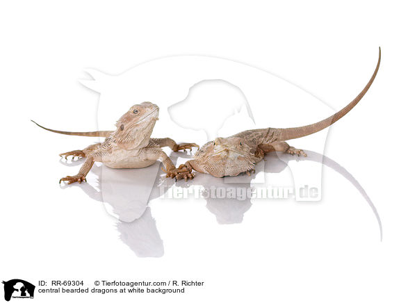 central bearded dragons at white background / RR-69304